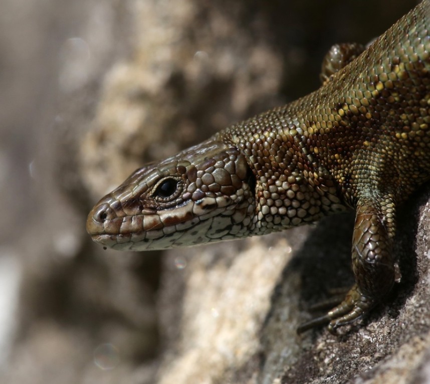  Common Lizard © Dan Lombard 