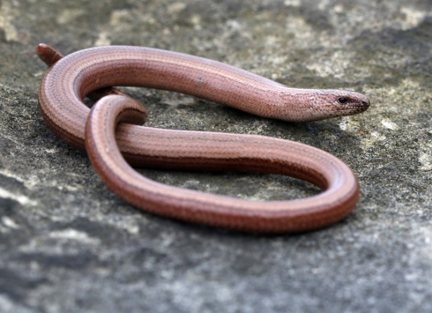  Slow Worm © Dan Lombard 