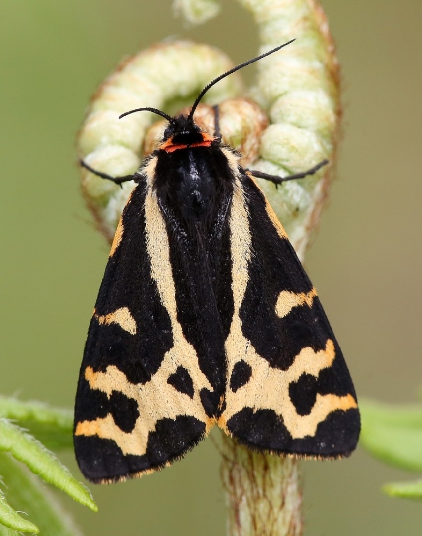  Wood Tiger North York Moors © Dan Lombard 