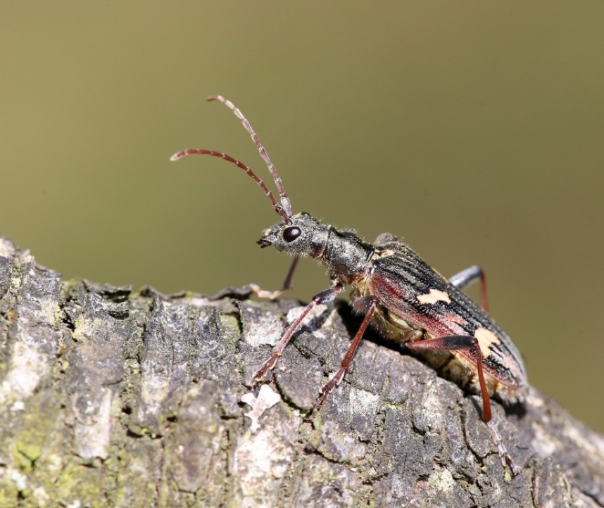  Two-banded Longhorn Beetle © Dan Lombard 