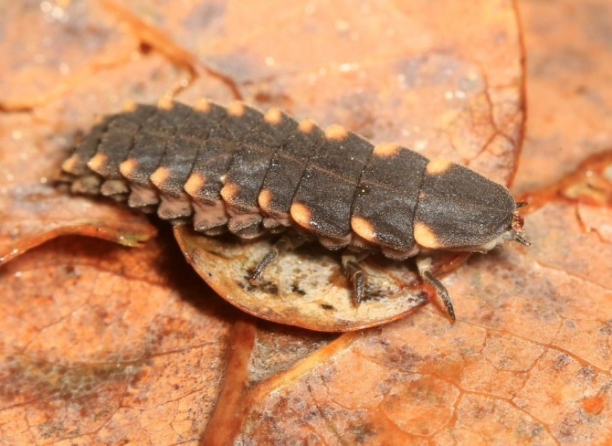  Glow Worm in The Great Yorkshire Forest © Dan Lombard 