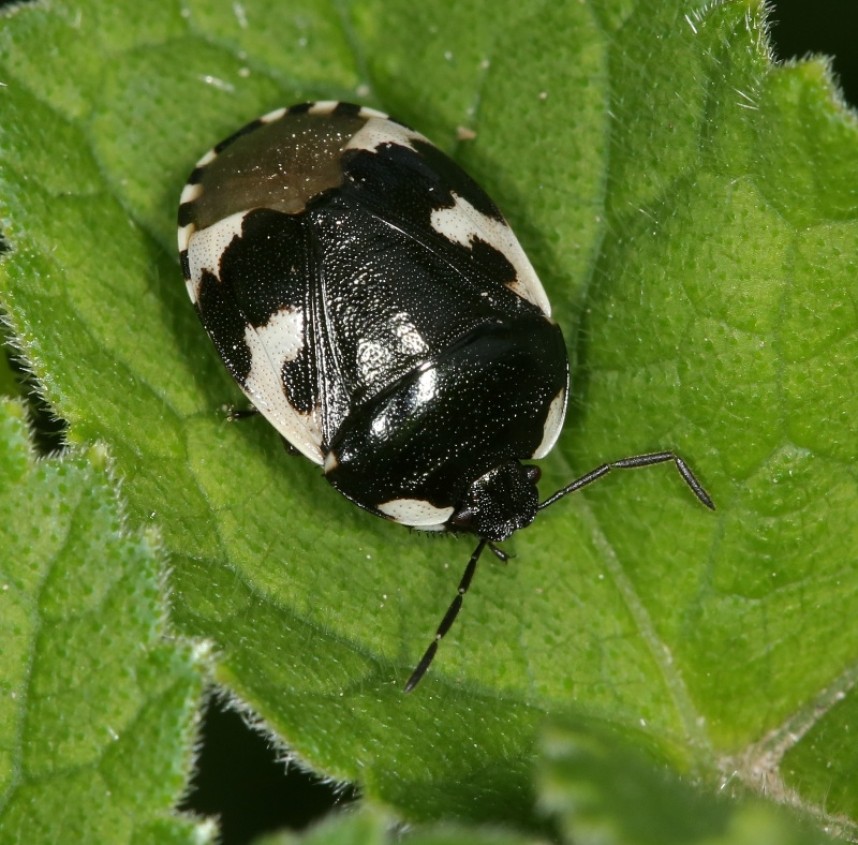  Pied Shieldbug © Dan Lombard 