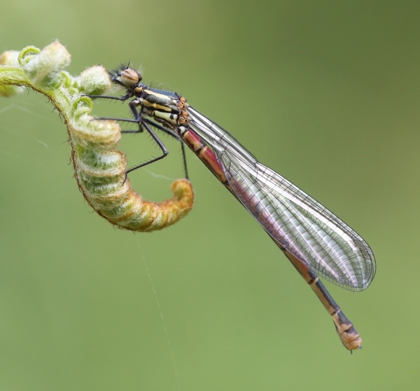  Large Red Damselfly © Dan Lombard