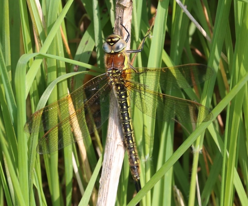  Hairy Dragonfly © Richard Baines