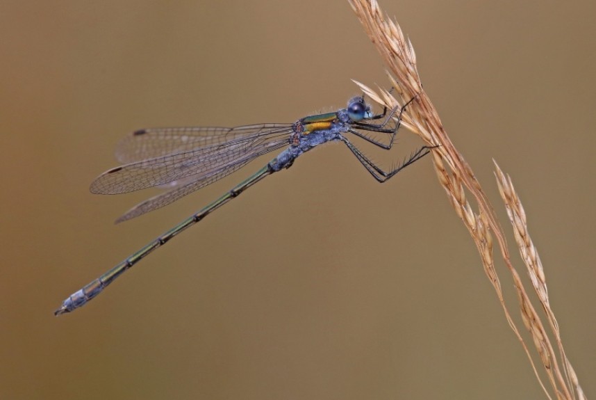  Emerald Damselfly © Dan Lombard