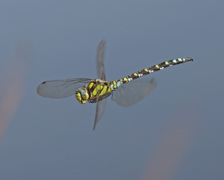  Southern Hawker © Dan Lombard