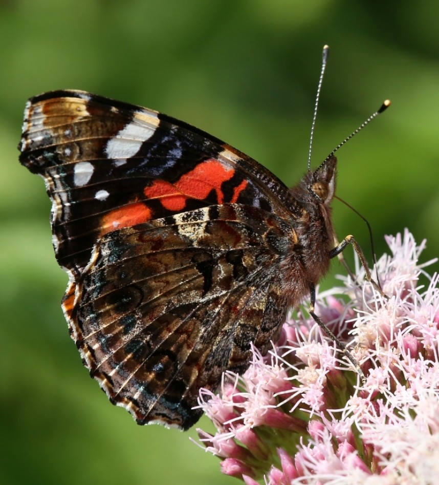  Red Admiral © Dan Lombard