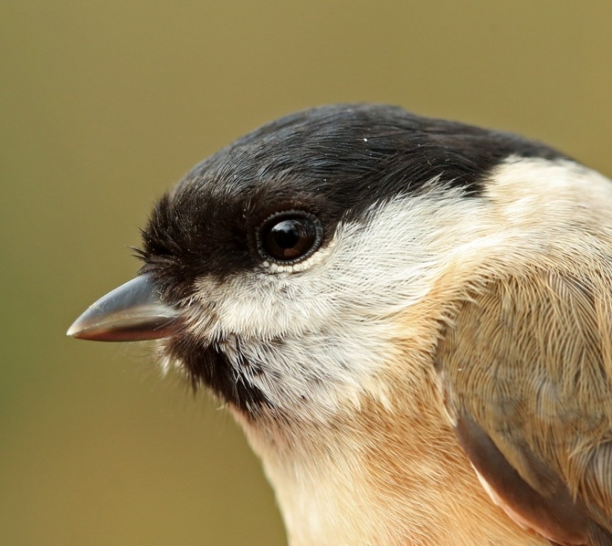  Marsh Tit © Dan Lombard