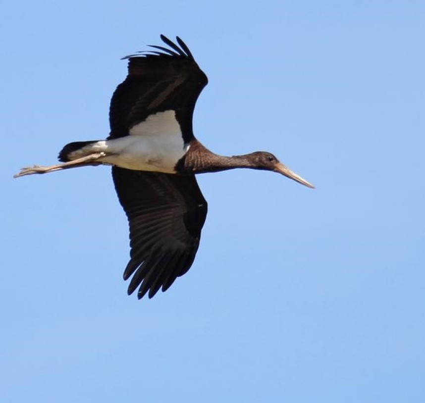  Black Stork at Spurn © Lee Johnson