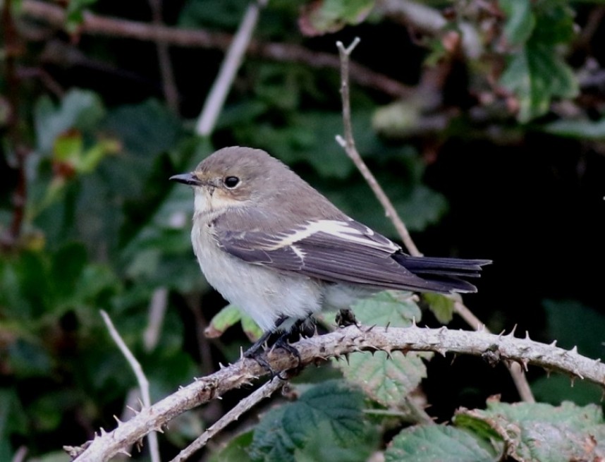  Pied Flycatcher at Flamborough © Craig Thomas