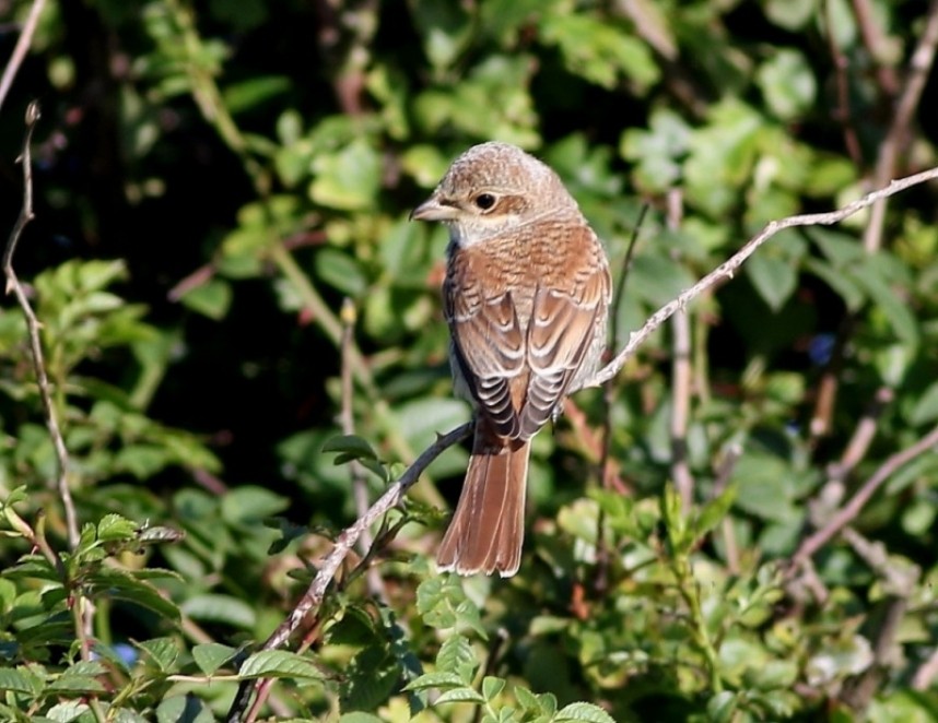  Red-backed Shrike at Flamborough © Craig Thomas