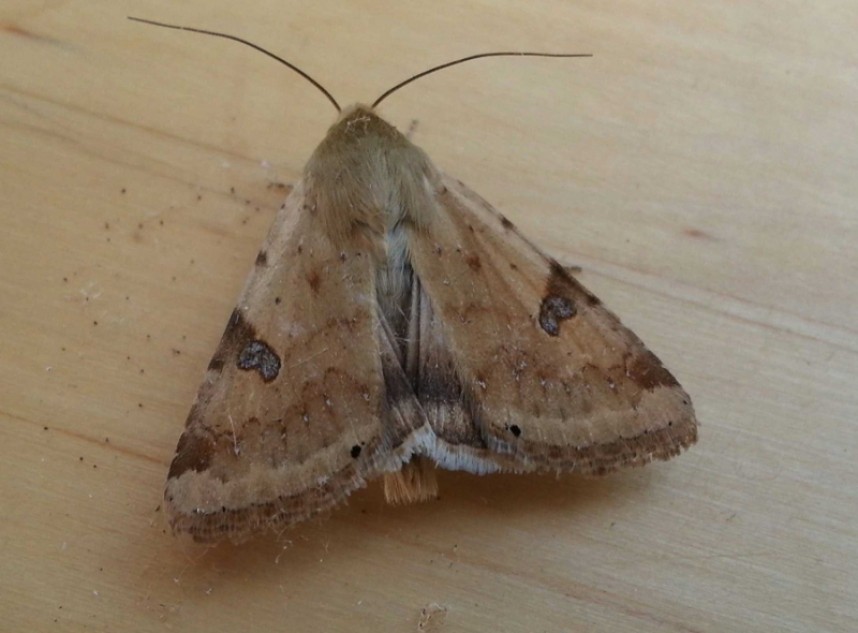  Bordered Straw at Flamborough © Martin Garner