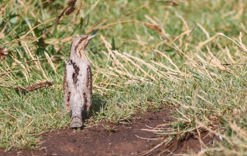 Wryneck © Mark Pearson northernrustic.blogspot.com