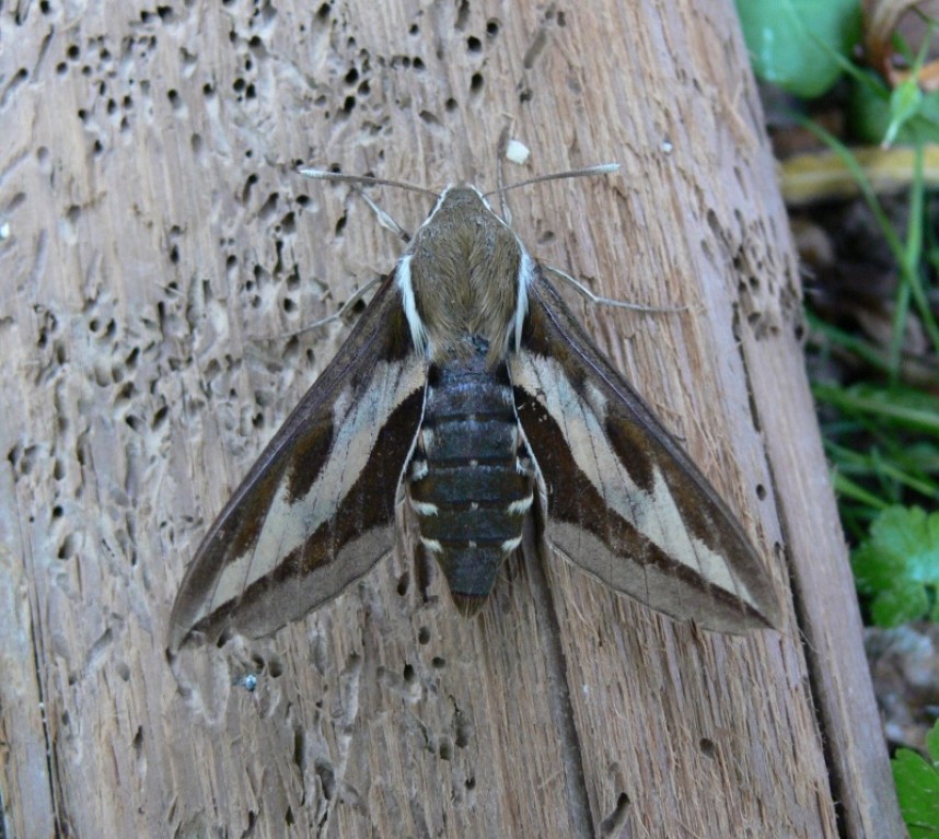  Bedstraw Hawkmoth © Richard Baines 