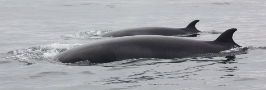  Minke Whales at Whitby © Neil Trickett