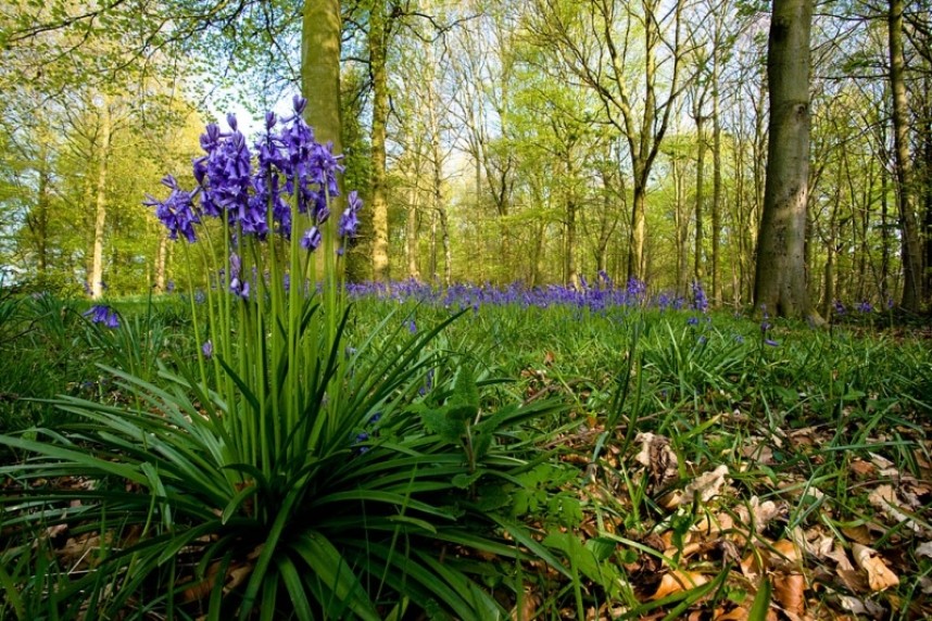  Bluebell Wood Castle Howard Estate 
