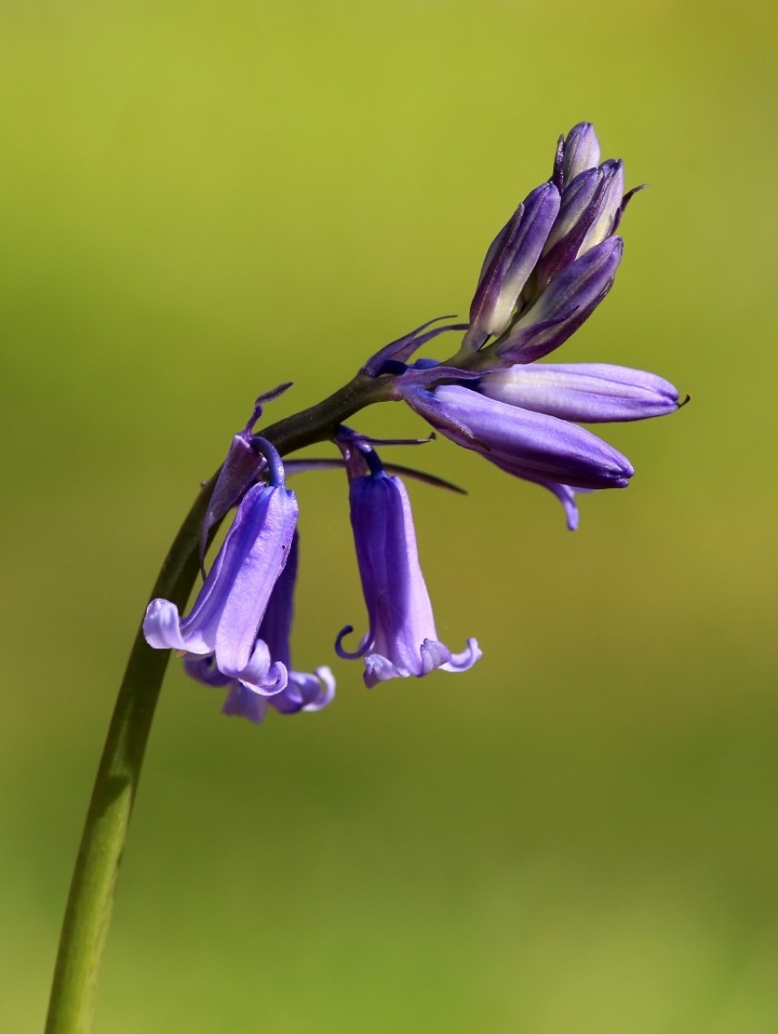  Bluebell North Yorkshire © Dan Lombard