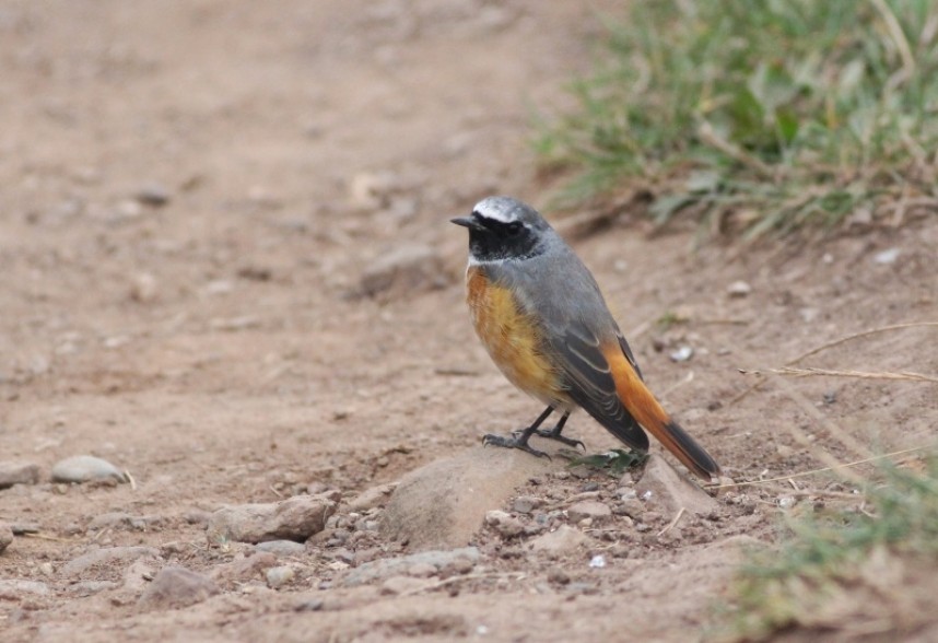  Redstart North Yorkshite © Mark Pearson northernrustic.co.uk 