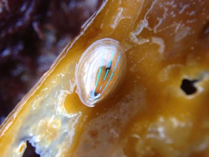  Blue-rayed limpet © Richard Baines