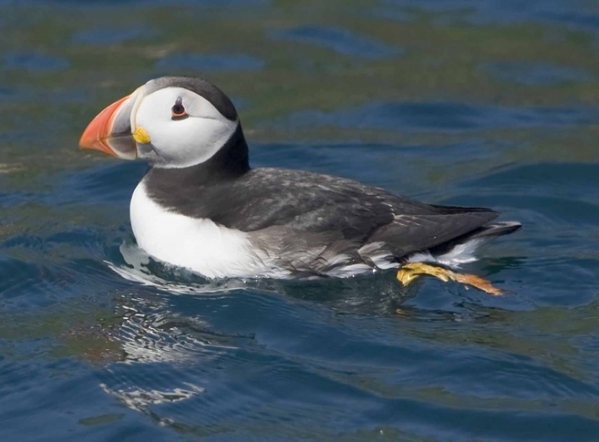  Atlantic Puffin © Steve Race