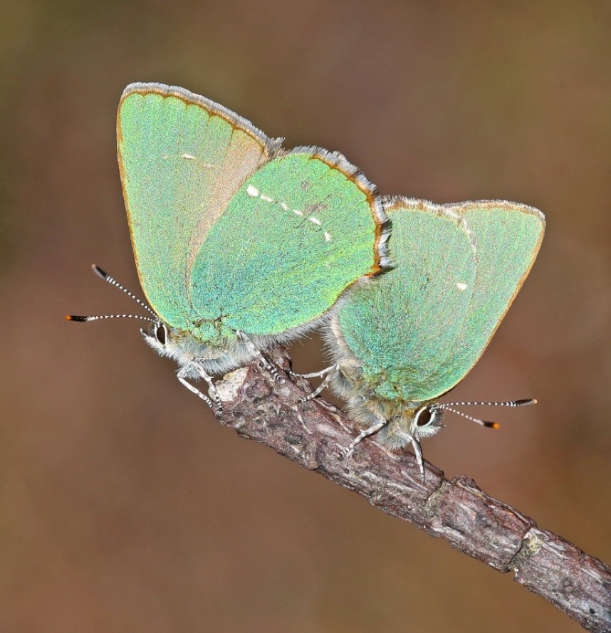  Green Hairstreak © Dan Lombard