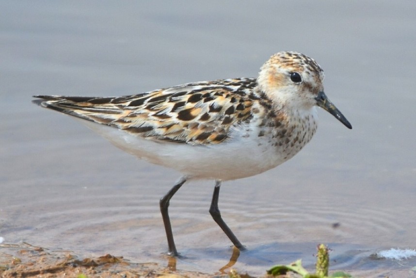  Little Stint Thornwick Flamborough © Andy Hood