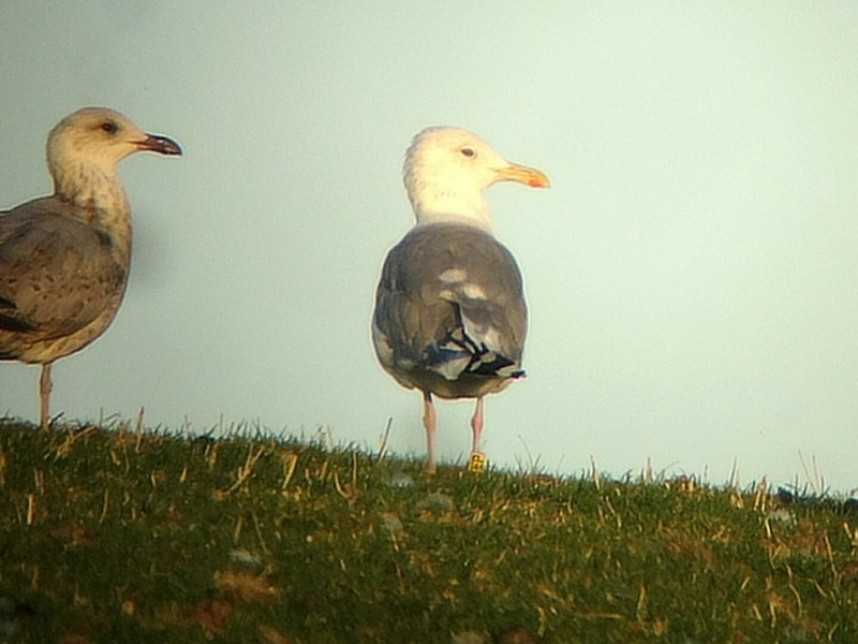  Caspian Gull Flamborough © Andy Hood