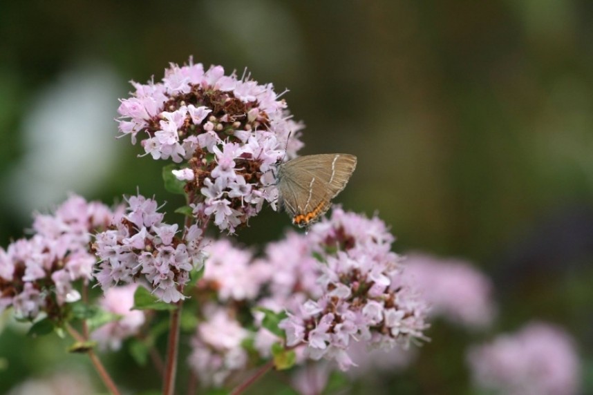  White-letter Hairstreak at Whitby © Wendy Holliday 
