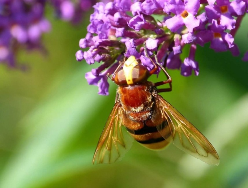  Hornet Hoverfly Scarborough © Jim Middleton 