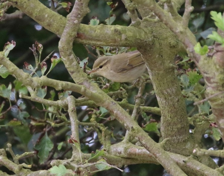  Greenish Warbler Flamborough © Lee Johnson 