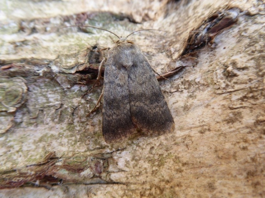  Northern Rustic Ravenscar ©  Allan Rodda