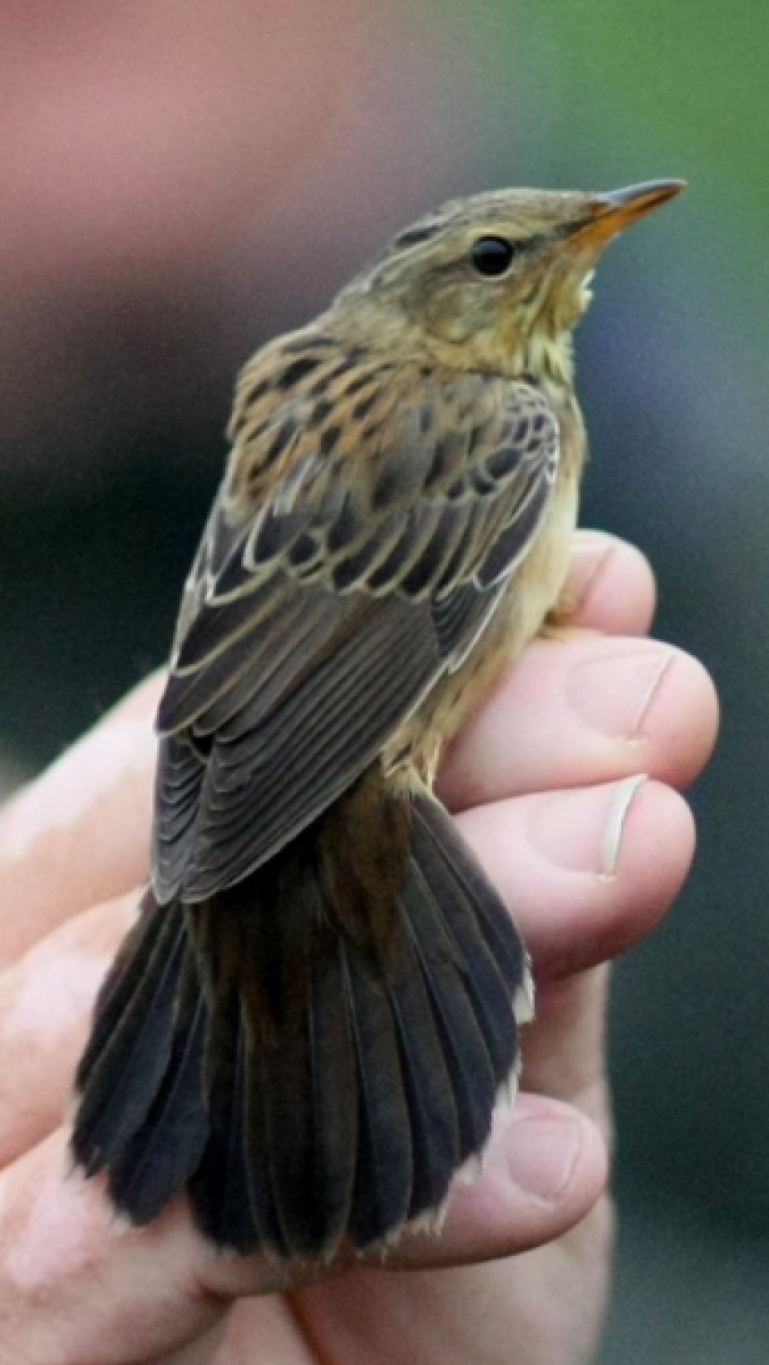  Pallas's Grasshopper Warbler Kilnsea ©  Micky Maher 