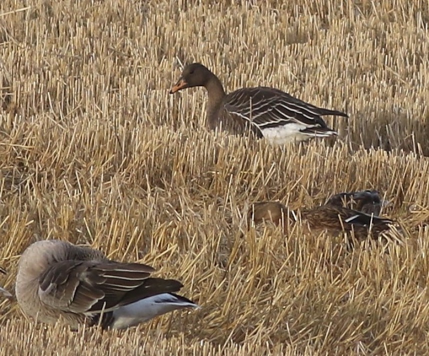  Taiga Bean Goose Flamborough © Craig Thomas 