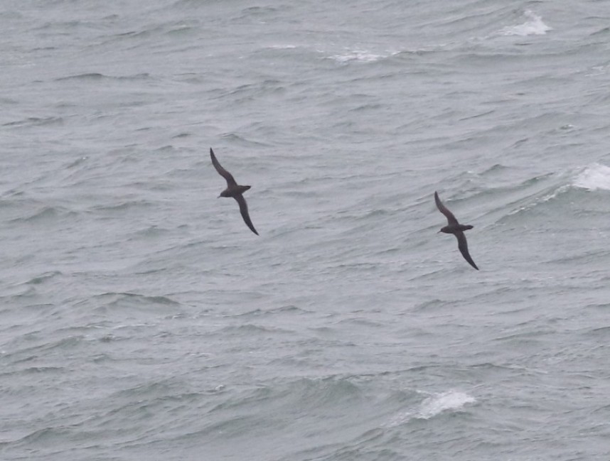  Sooty Shearwaters at Flamborough © Craig Thomas