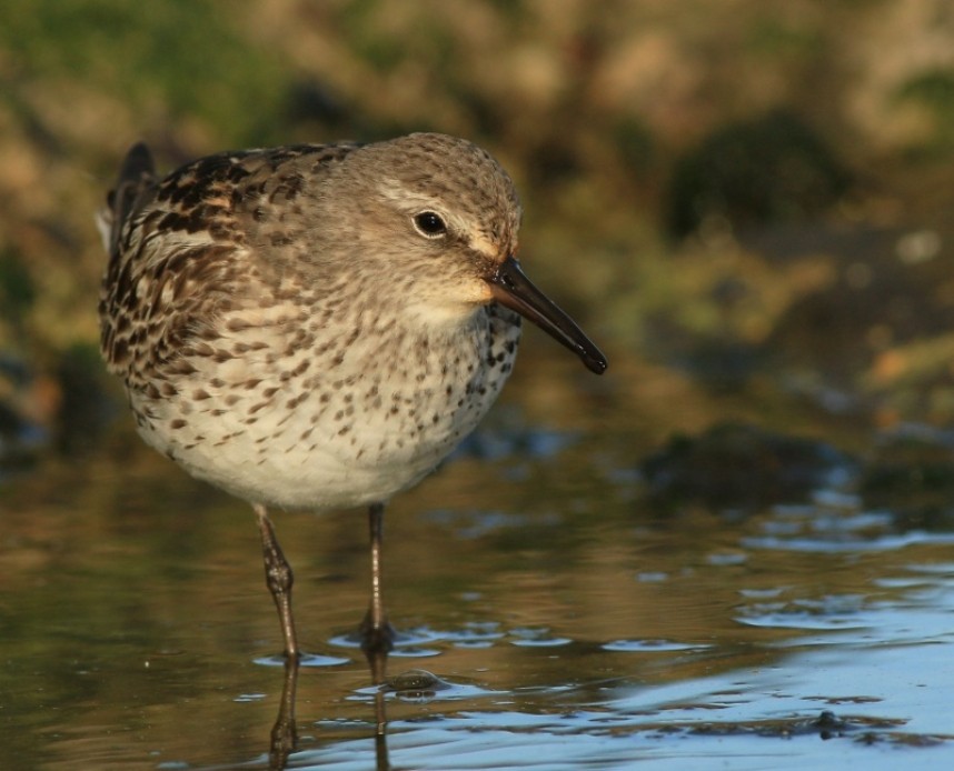  White-rumped Sandpiper at Filey © Mark Pearson 
