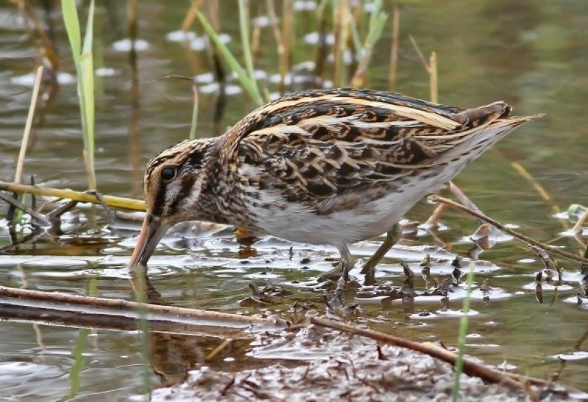  Jack Snipe Canal Scrape Spurn  © Richard Willson 