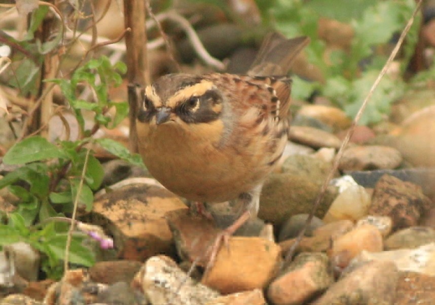  Siberian Accentor © Mark Pearson