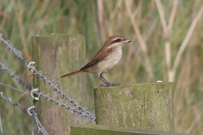  Brown Shrike © Richard Willison 