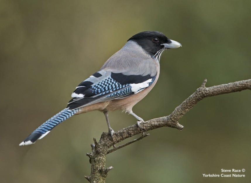  Black-headed Jay © Steve Race