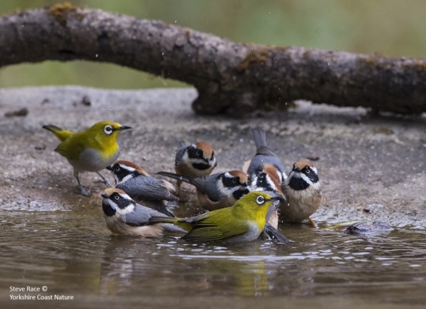  Black-throated Tits and Oriental White-eye © Steve Race