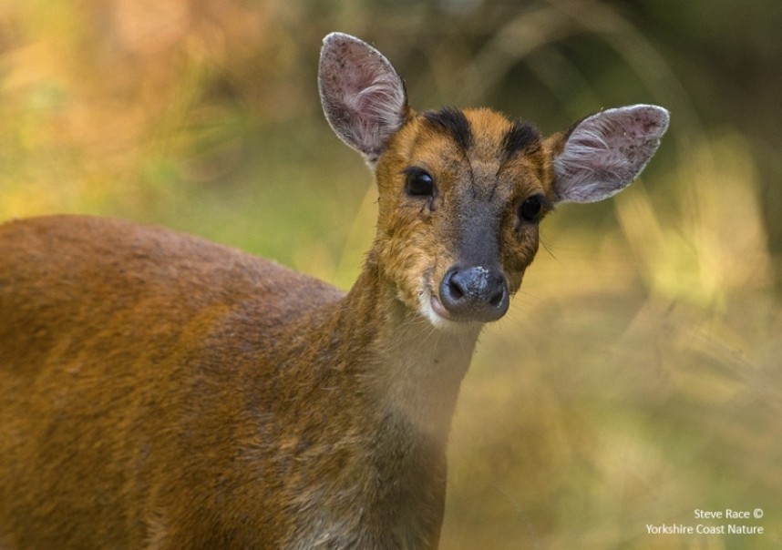  Barking Deer © Steve Race