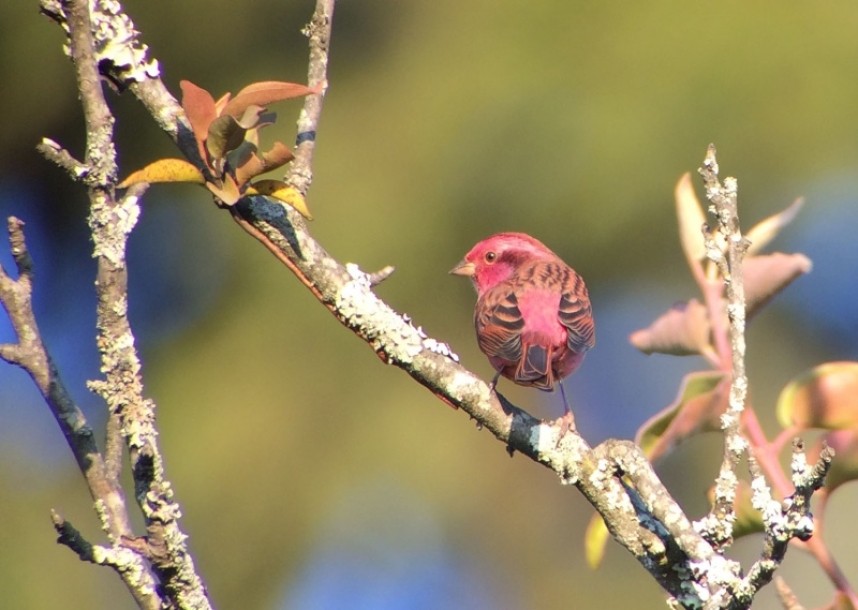  Pink-browed Rosefinch © Richard Baines 