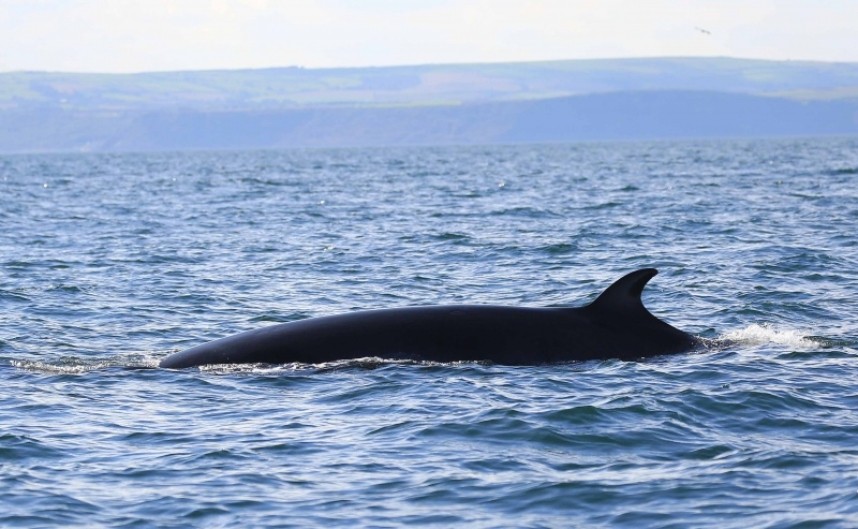  Minke Whale Staithes © Richard Baines 