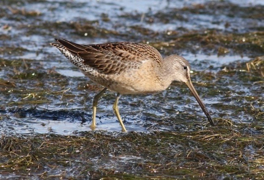  Long-billed Dowitcher Kilnsea © Rich Swales