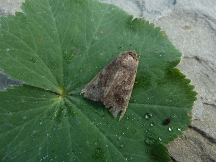  Butterbur Forge Valley © Allan Rodda 