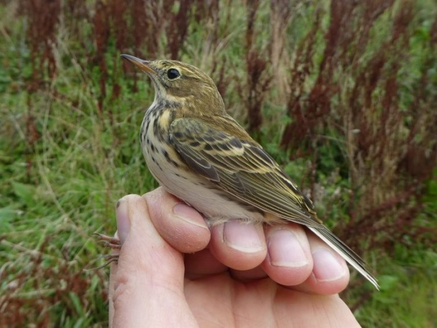  Meadow Pipit Flamborough © Jim Morgan