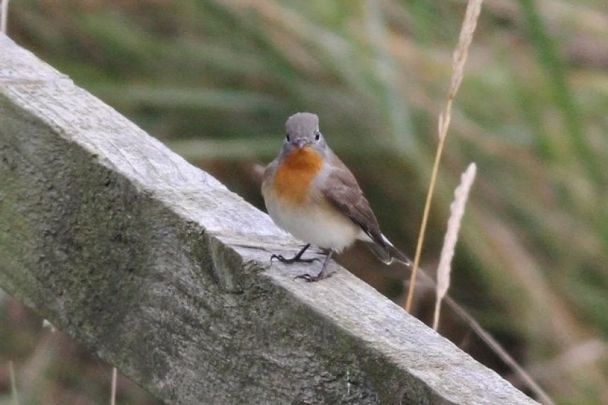  Red-breasted Flycatcher Kilnsea © Richard Willison 