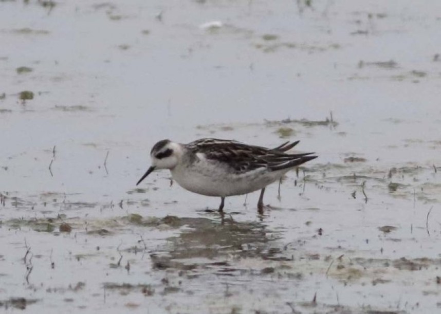  Red-necked Phalarope Kilnsea Wetlands © John Hewitt