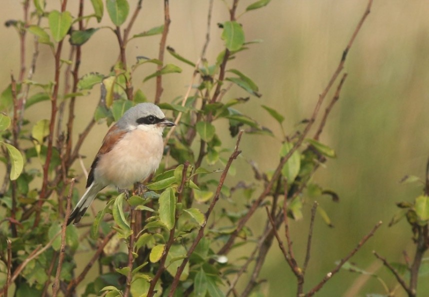  Red-backed Shrike Filey © Mark Pearson 