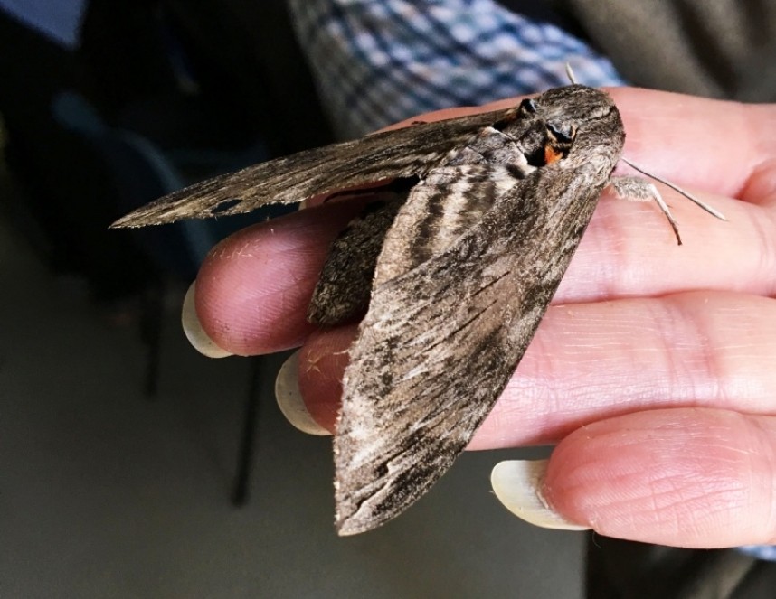  Convolvulous Hawkmoth © Richard Baines 